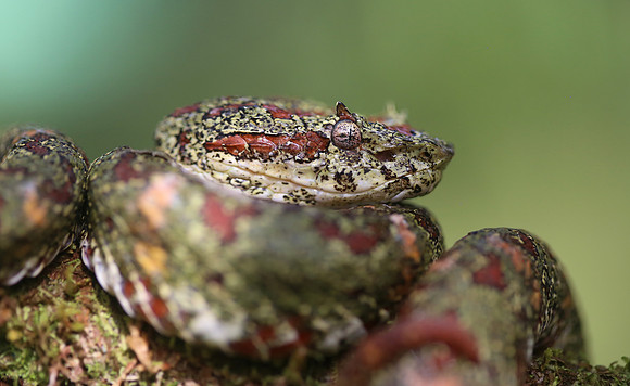 Eyelash Viper - Laguna Lagarto, Costa Rica