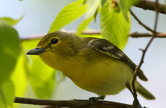 Yellow-throated Vireo