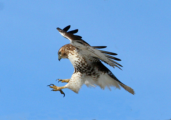 Red-tailed Hawk