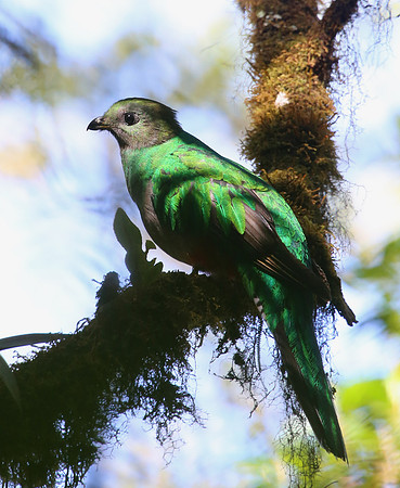 Resplendant Quetzel - female - Suria, Costa Rica