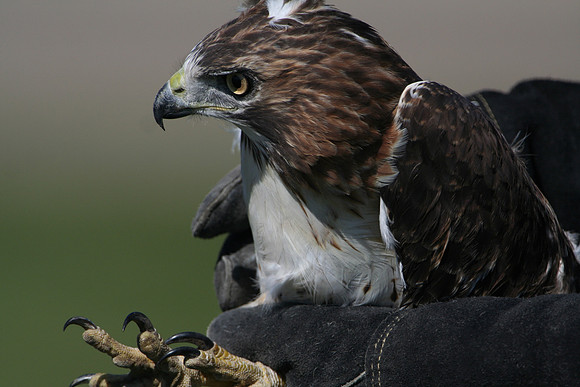 Red-tailed Hawk Rescue
