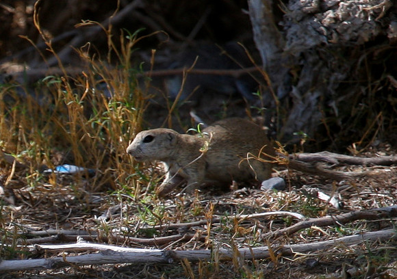 Round-tailed Ground Squirrel