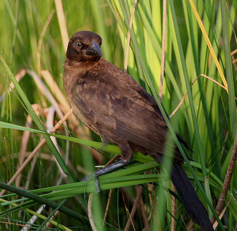 Common Grackle