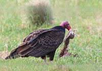 Turkey Vulture and prey - Anahuac NWR, Texas