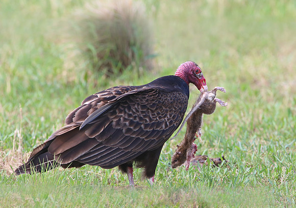 Turkey Vulture and prey - Anahuac NWR, Texas