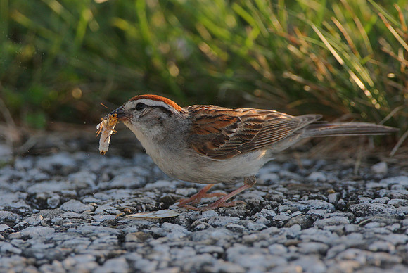 Chipping Sparrow with prey