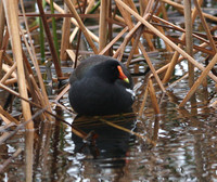 Common Moorhen