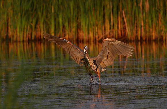 Great Blue Heron (with fish)