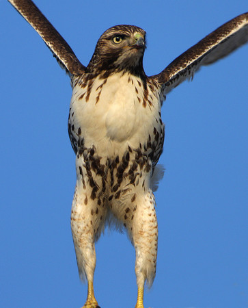 Red-tailed Hawk - Title?
