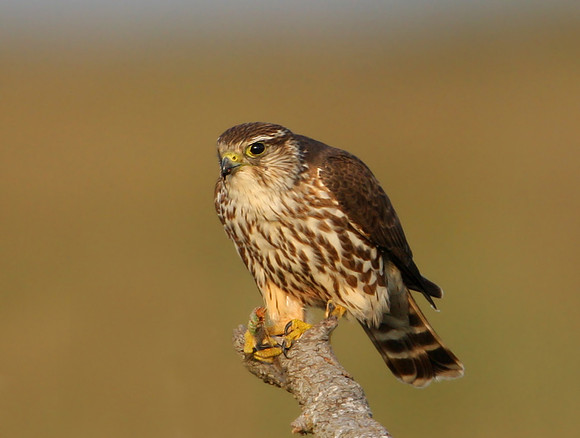 Merlin