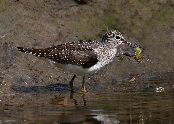 Solitary Sandpiper (with larvae)