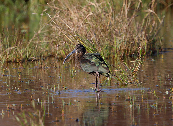 White-faced Ibis