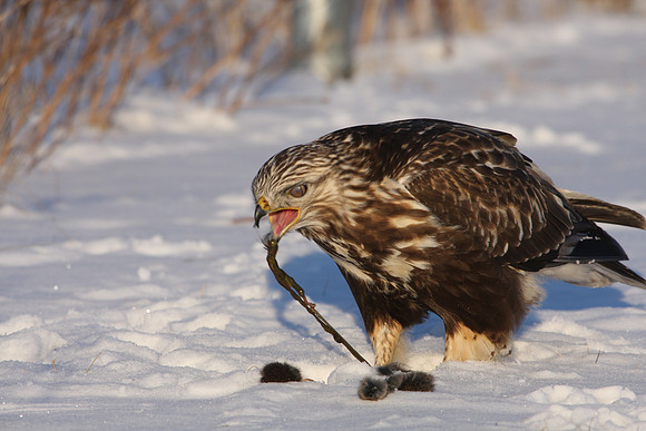 Rough-legged Hawk