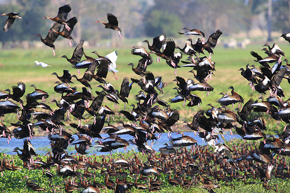 Black-bellied Whistling Ducks - Casa Solimar, Costa Rica