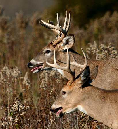 White-tailed Deer Bucks