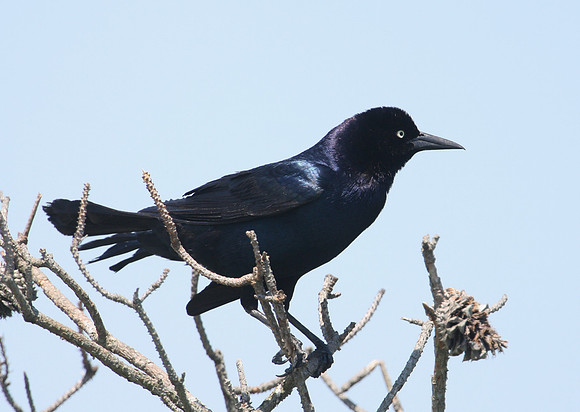 Boat-tailed Grackle