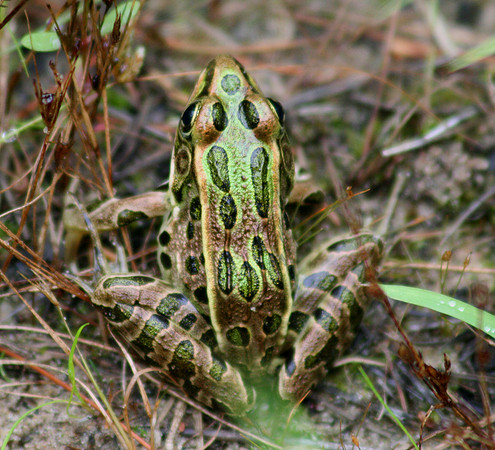 Northern Leopard Frog