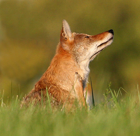 Coyote