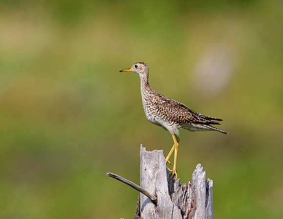 Upland Sandpiper