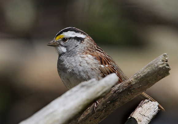 White-throated Sparrow