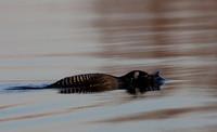 Common Loon diving
