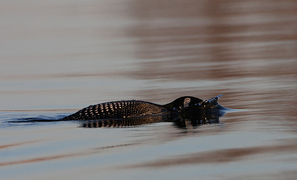 Common Loon diving