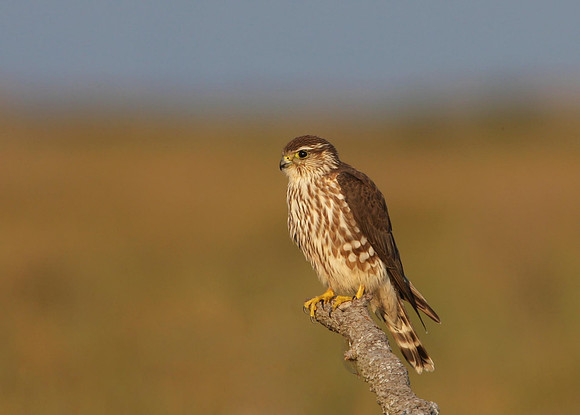 Merlin - On The Road