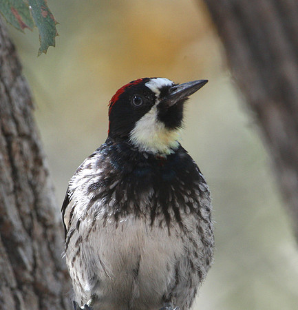 Acorn Woodpecker