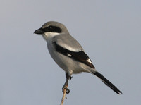 Loggerhead Shrike