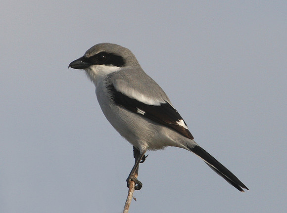 Loggerhead Shrike