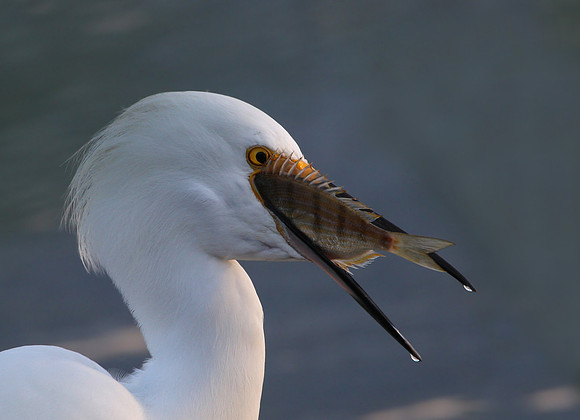 Snowy Egret with prey