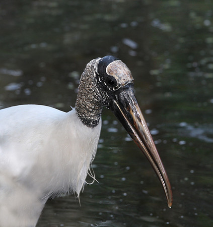 Wood Stork - Corkscrew Swamp, Florida