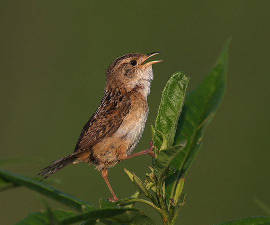 Sedge Wren