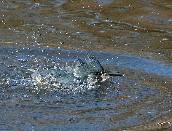 Belted Kingfisher