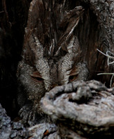 Eastern Screech Owl Santa Ana NWR Texas