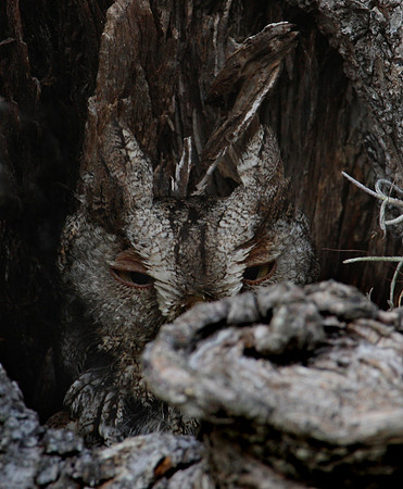 Eastern Screech Owl Santa Ana NWR Texas