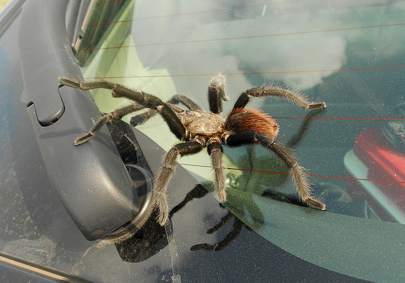 Texas Brown Tarantula