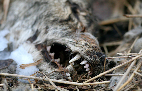 Coyote