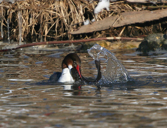 Common Merganser