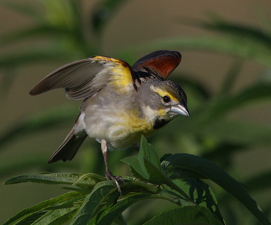 Dickcissel