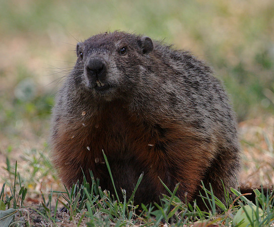 Groundhog - Kankakee, Illinois