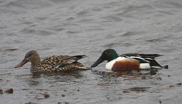 Northern Shoveler