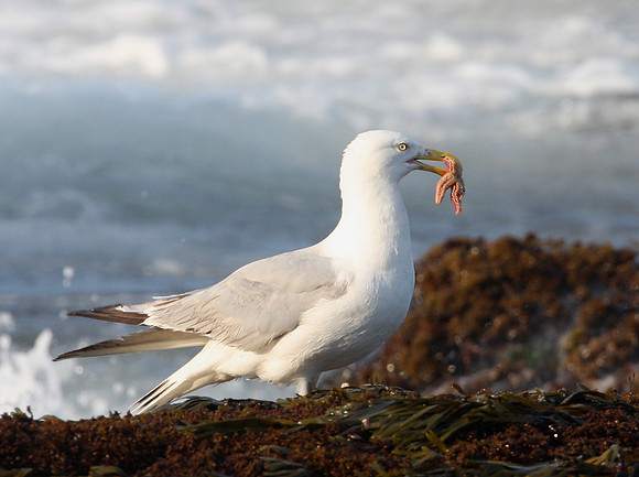 Herring Gull with starfish