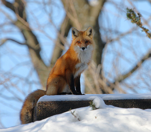 Red Fox at the Cemetery