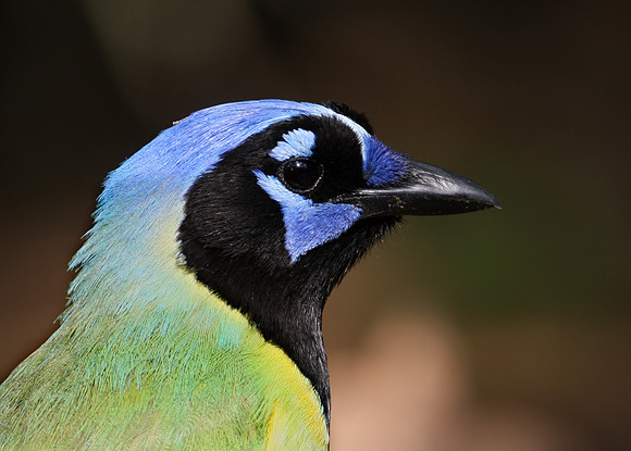 Green Jay Laguna Atascosa NWR Texas