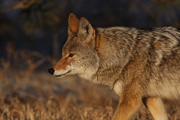 Coyote Male Last Light