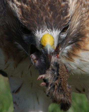 Red-tailed Hawk.  Naperville.  Gas Station Hwy 59.