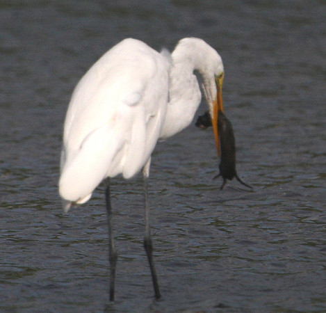Great Egret with Baby Mink