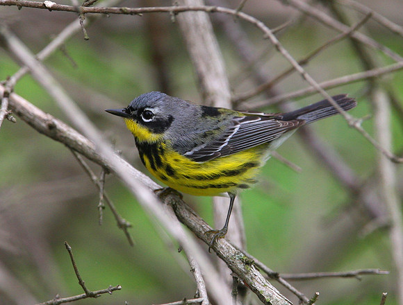 Magnolia Warbler