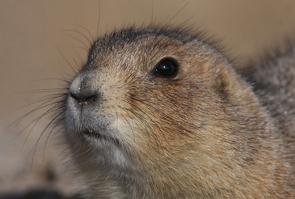 Black-tailed Prairie Dog - Badlands, South Dakota